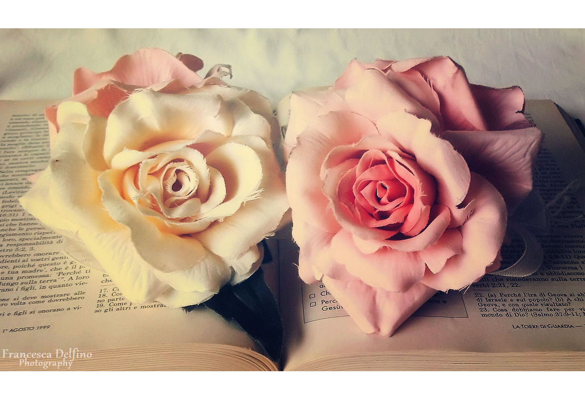 Roses Tumblr Photography