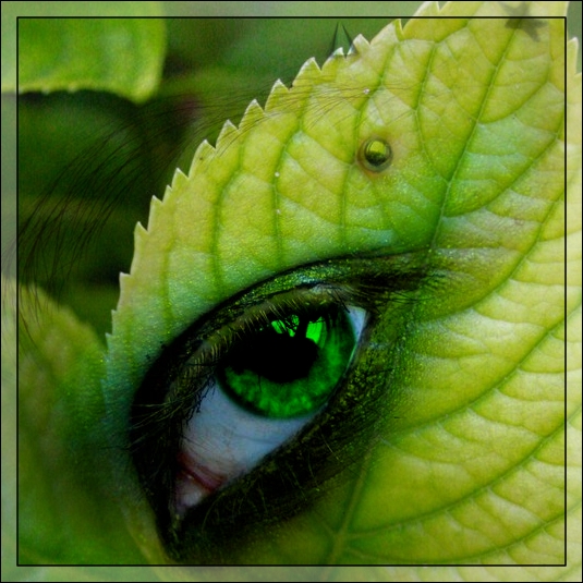 Leaf Eye by Darin69