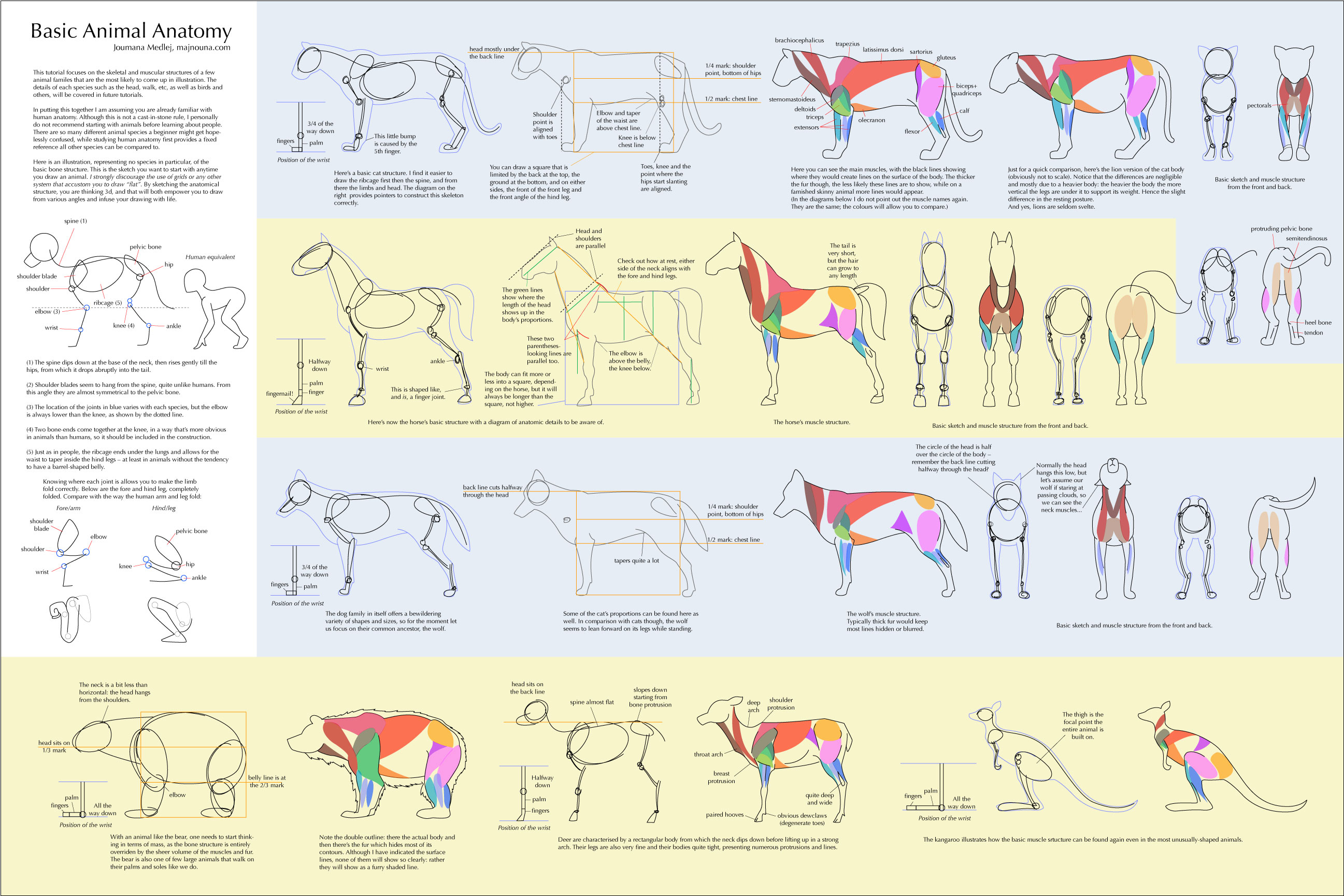 Rsrce P Anatomy Art - Lessons - Blendspace