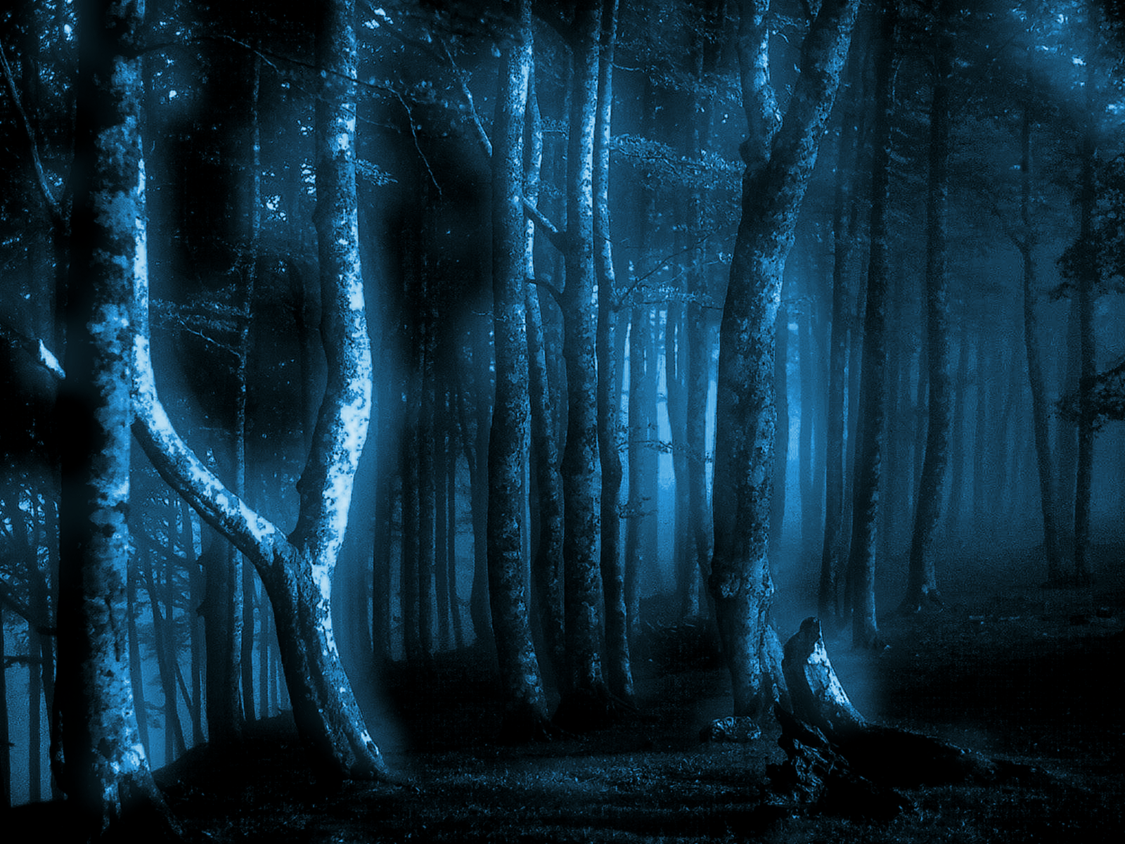 forest_manip_session_2_by_yecgaa-d36ou9w