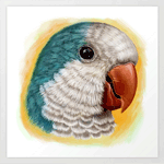 Quaker Parrot Realistic Painting Art Print