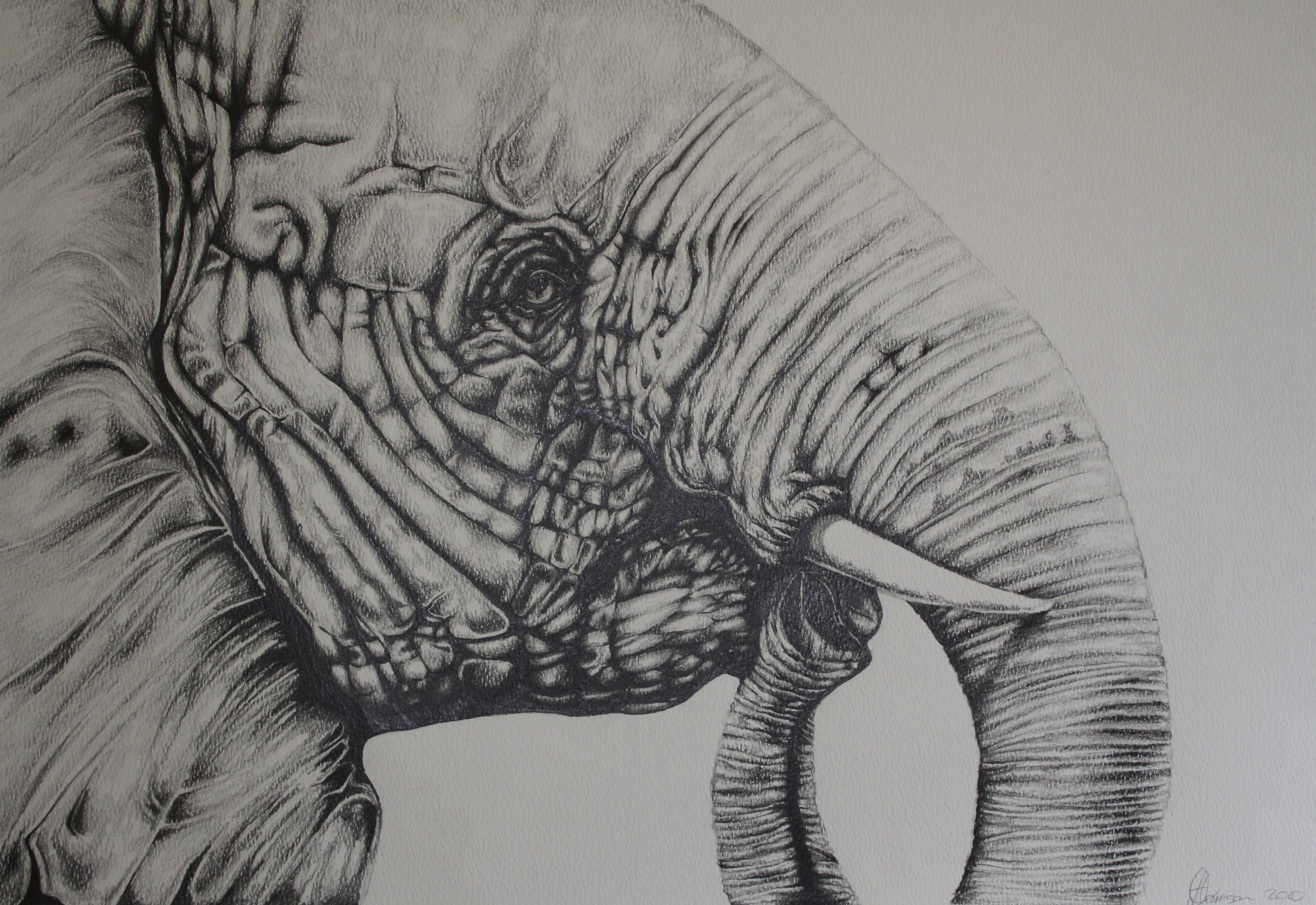 Elephant in Pencil by donnaleedawn on DeviantArt