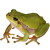 Frog icon.2
