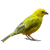 Finch-Bird icon.2