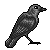 Free Gray Crow Icon by DreyaCira