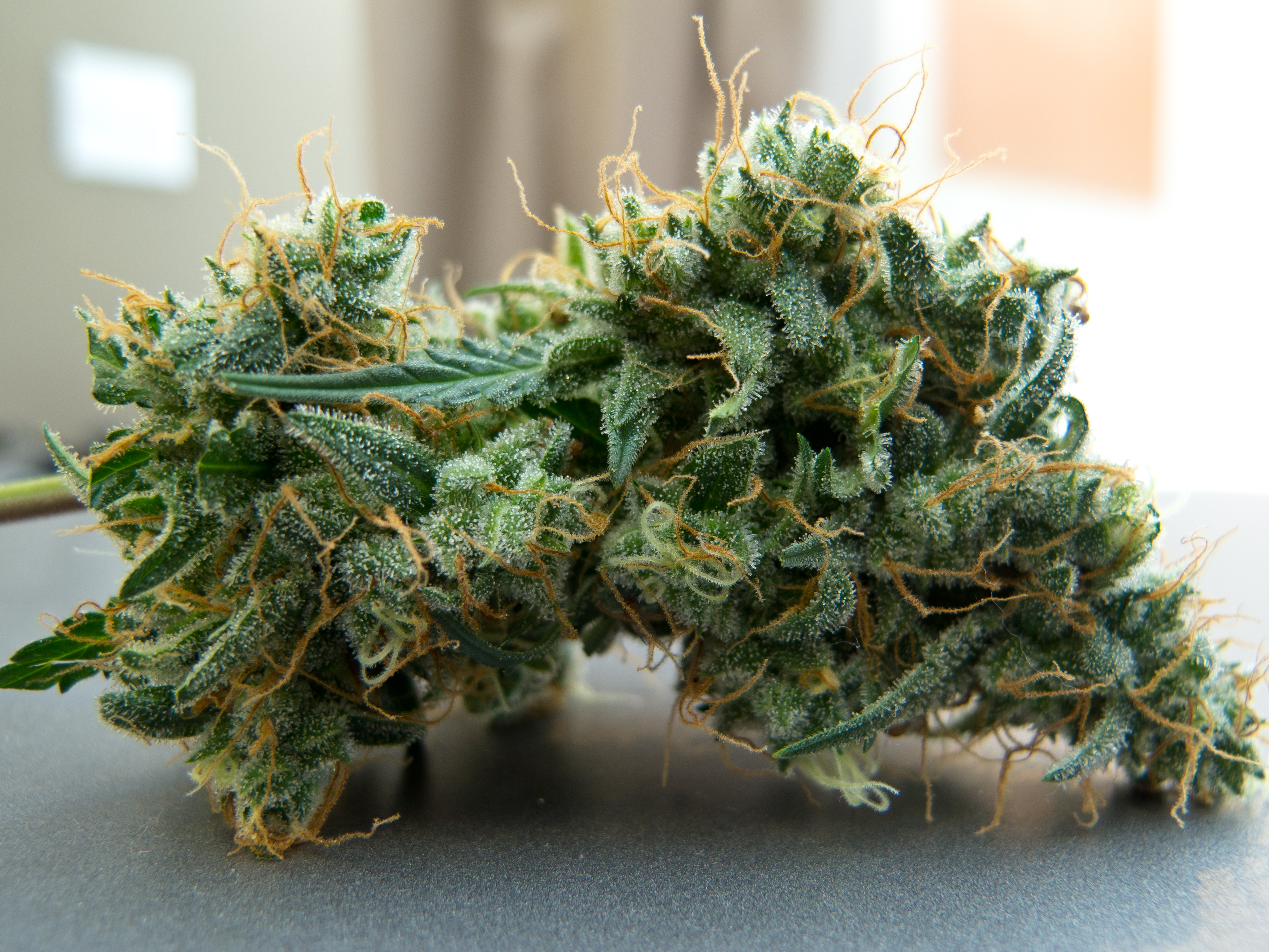 Cant dry buds slow | Grasscity Forums - The #1 Marijuana Community Online
