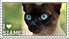 I love Siamese by WishmasterAlchemist