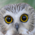 Owl emote