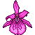 Pink Pixel Orchid